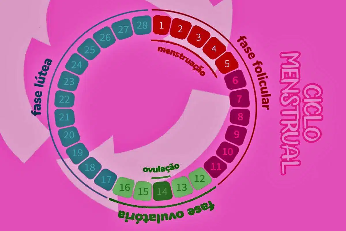 Ciclo menstrual